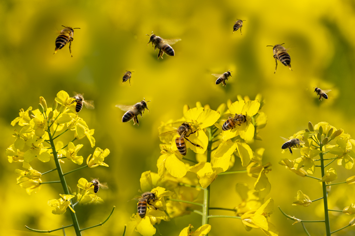 competition image for Which plants are better for bees?